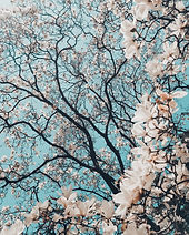 Image by Meriç Dağlı