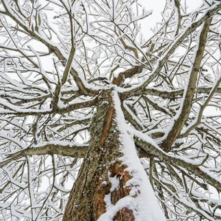 Les arbres aux branches nues dessinent des lignes graphiques