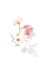 Image by Evie S.