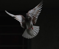 Image by Ashish Thakur