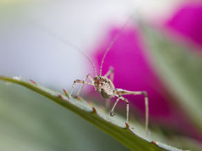 Bug Bites