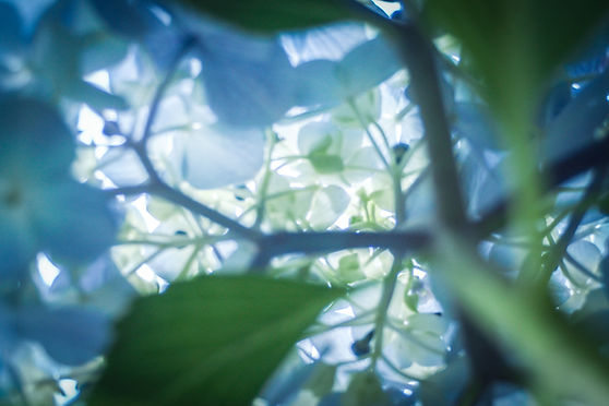 Image by Kumiko SHIMIZU