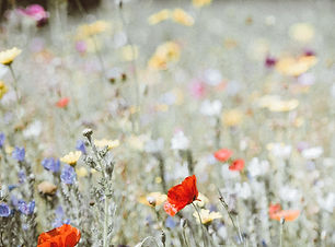 Image by Annie Spratt