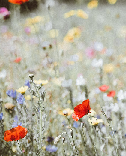 Image by Annie Spratt