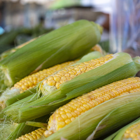 corn prices
