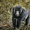 Image by Luc Huyghebaert