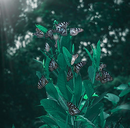 Image by Kourosh Qaffari