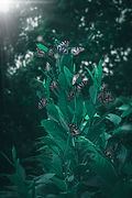 Image by Kourosh Qaffari