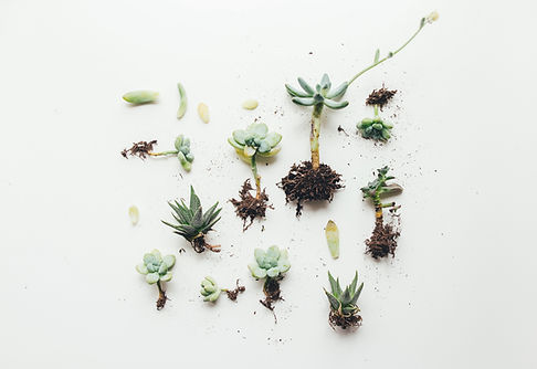 Image by Corinne Kutz