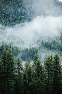 Image by Justin Kauffman