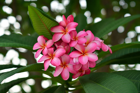 Image by pisauikan