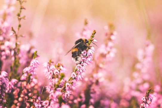 Image by Josephine Amalie Paysen