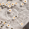 Image de Camille Brodard