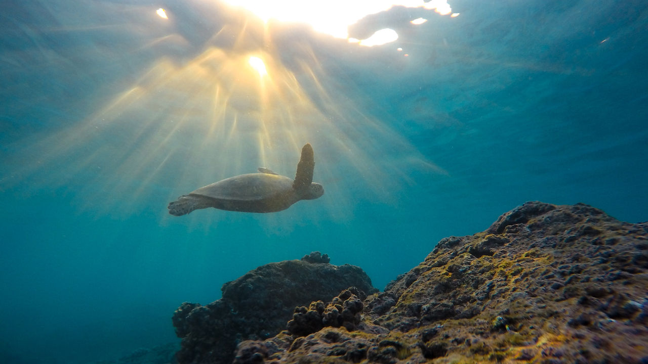 sea turtle about page