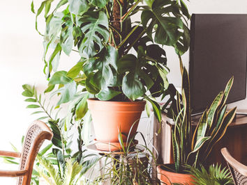 Fiche entretien de la Monstera Deliciosa
