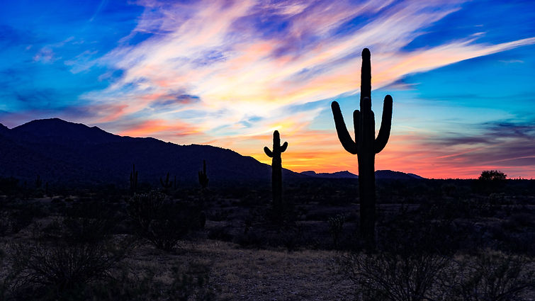 cactus in desert