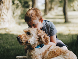 How to Socialize Your Goldendoodle Puppies with Children