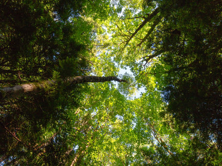 Trees are crucial to the future of our cities