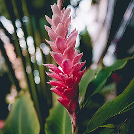Image by Tristan Ramberg