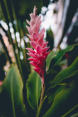 Image by Tristan Ramberg