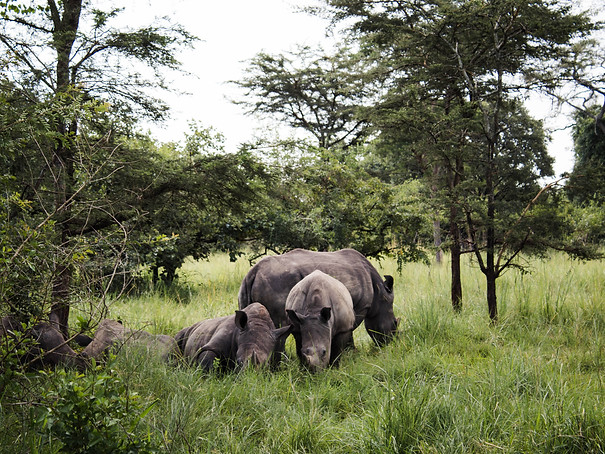 voyage ouganda