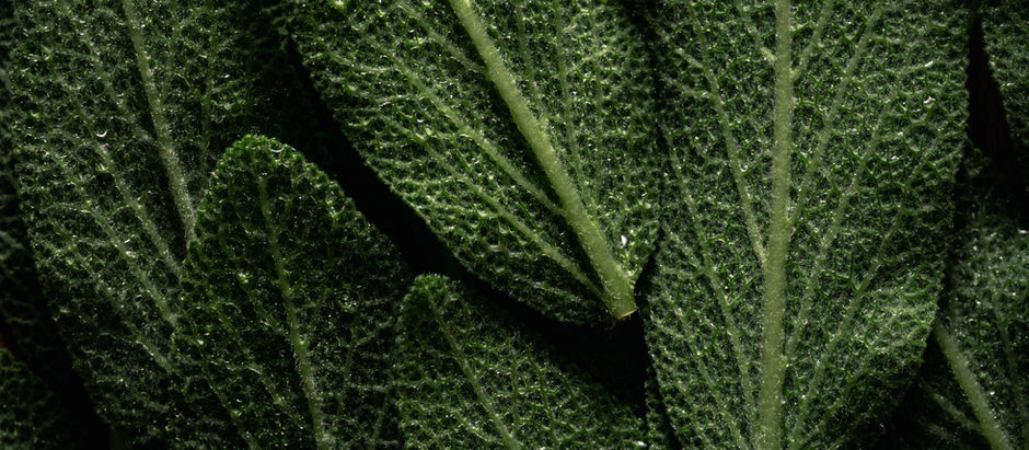 Purifying Energies: The Healing Power of Burning White Sage for Spiritual, Mental, and Physical Well-Being