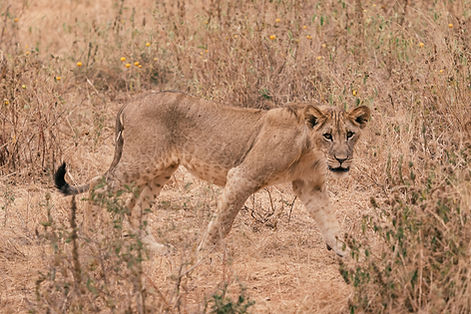 Nice African Adventure and Safaris