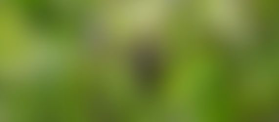 a macaque in monkey forest ubud