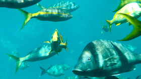 5 things you didn't know about The Bahamas