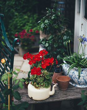 Image by Annie Spratt