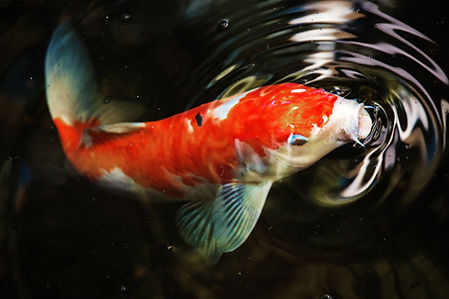 Image by Jason Leung