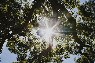 Image by Jessica Sysengrath