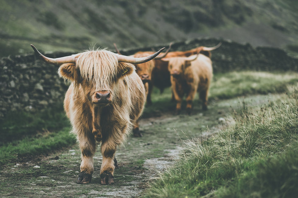 Image by Ewan Robertson