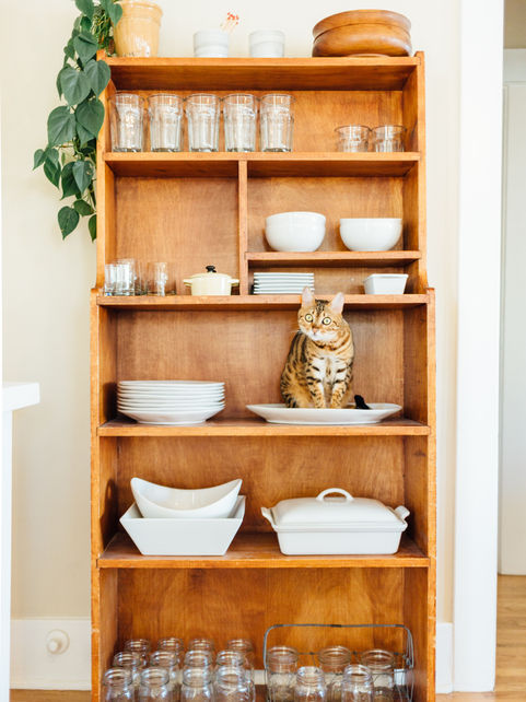 6 Tips for a Pet-Friendly Home: Creating a Stylish and Safe Environment