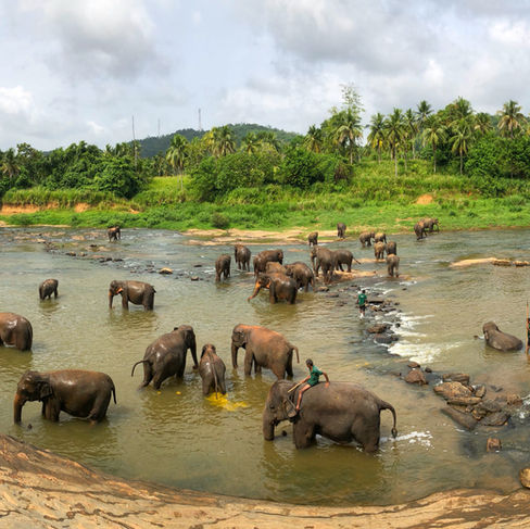 elefanti sri lanka