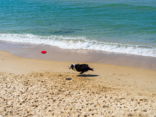 Can your dog join you for some summer beach fun?