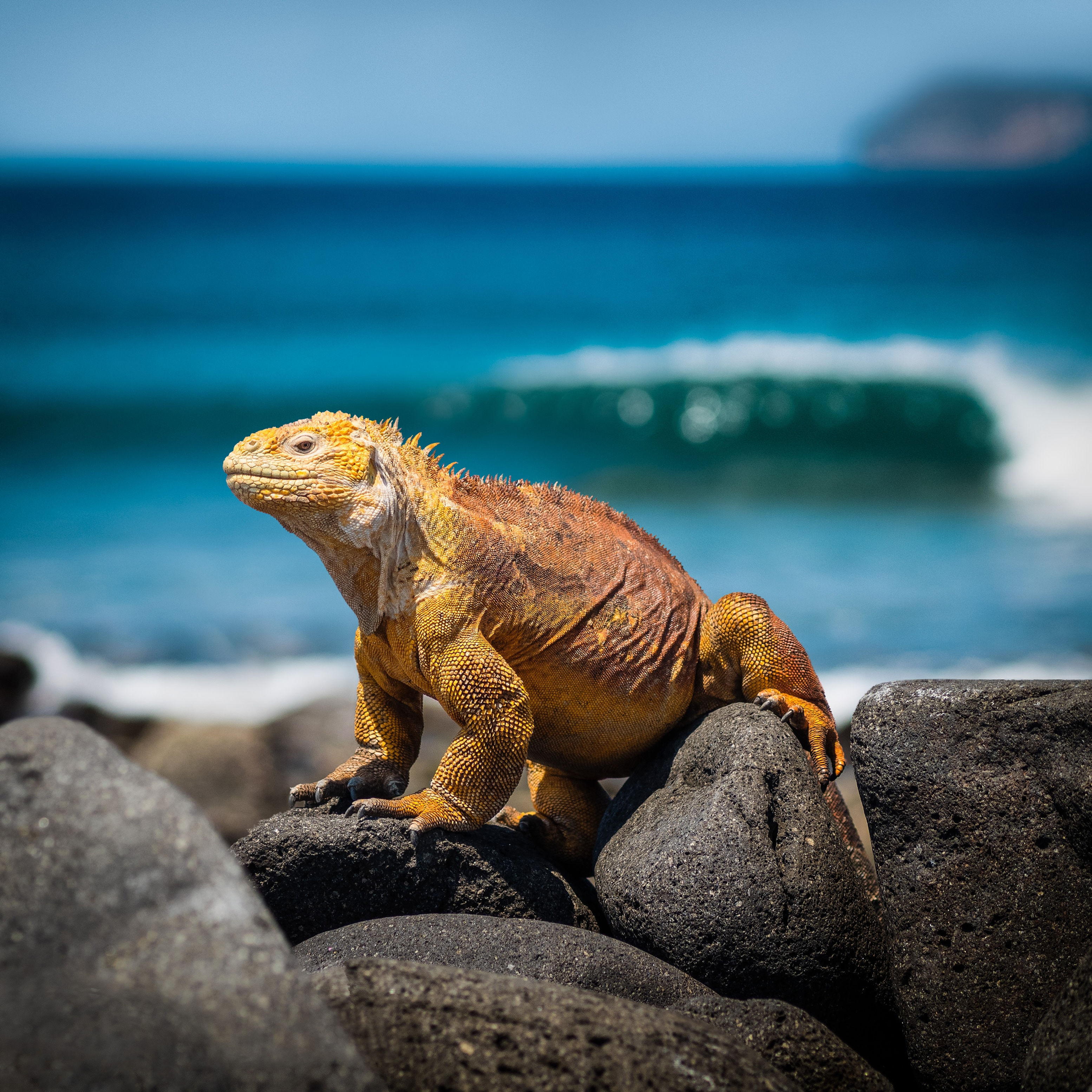 In the Footsteps of Darwin - Galapagos Adventure Cruise - 5 days / 4 nights