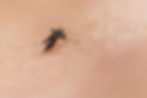 Bug Bites and Hypochlorous Acid