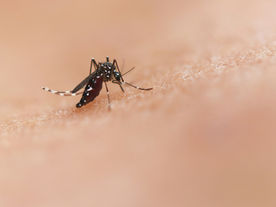 West Nile Virus Risk High Across Kansas. Here's What You Need to Know.