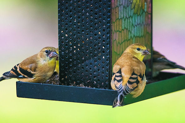 Image by Gary Meulemans