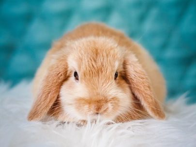 Bunny Chronicles: Support Your Rabbit with Herbs