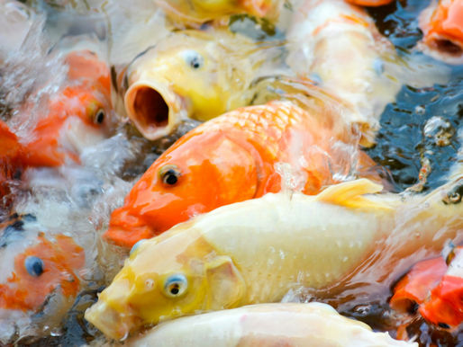 The Importance of Nutrition in Koi Health: Why Quality Fish Food Matters