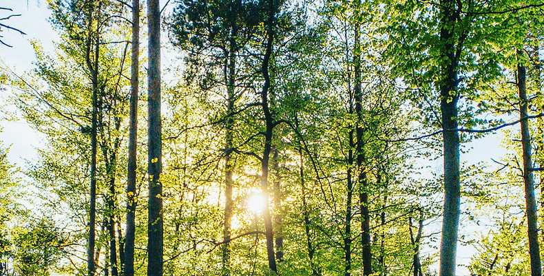 Wald