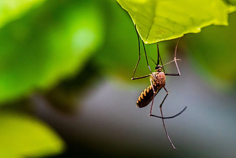 Image by Syed Ali