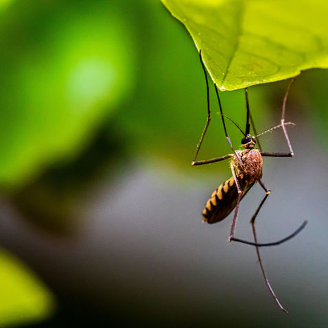 Mosquito Control