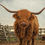 Thumbnail: Hairy Coos