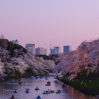 JAPAN, THE MAGICAL CHERRY BLOSSOMING 