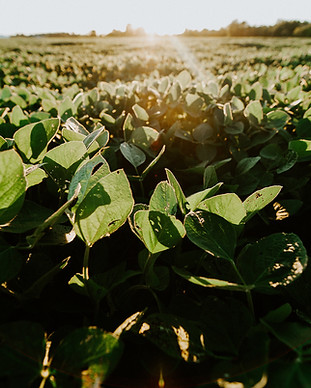 Image by Meredith Petrick