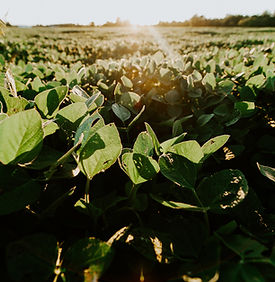 Schuyler COOP soybean field