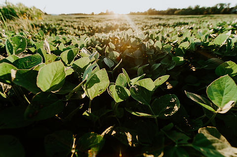Image by Meredith Petrick